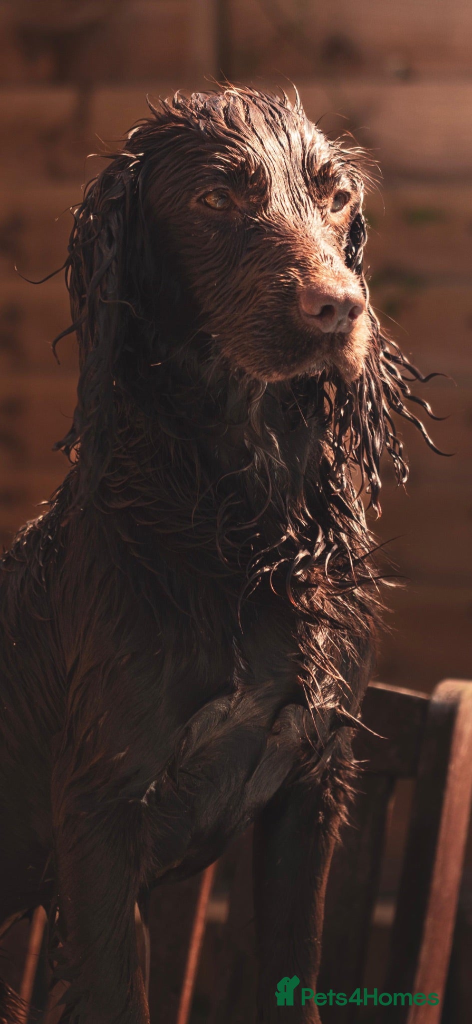 Cocker Spaniel dogs Working Cocker Spaniel Stud Brown - Advert 1