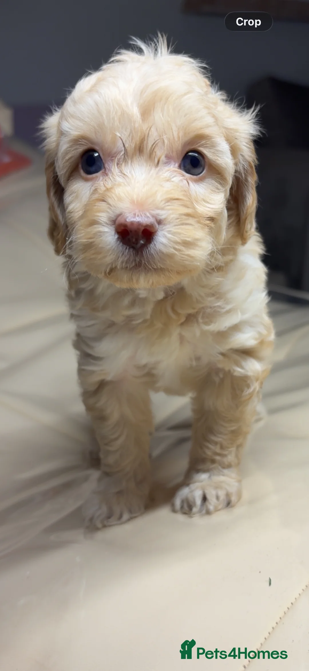 Cavapoo dogs for sale: Beautiful cavapoos 1 boys left ready to go 🐾 - Advert 8