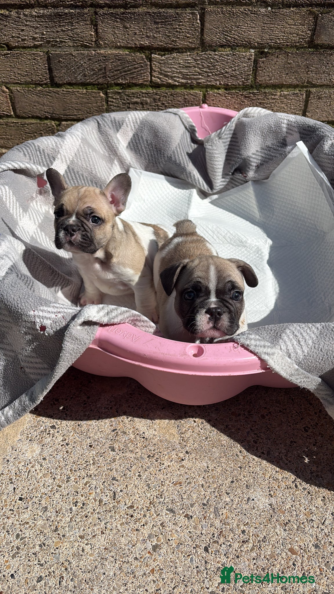 French Bulldog dogs Male French Bulldog - Advert 8