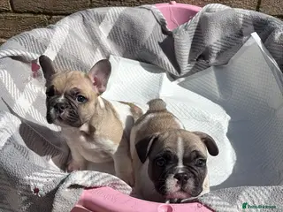 French Bulldog dogs Male French Bulldog - Advert 8