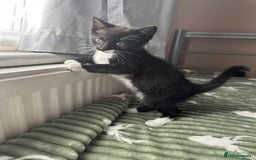 Mixed Breed cats for sale: Beautiful kitten looking for a new home - Image 3