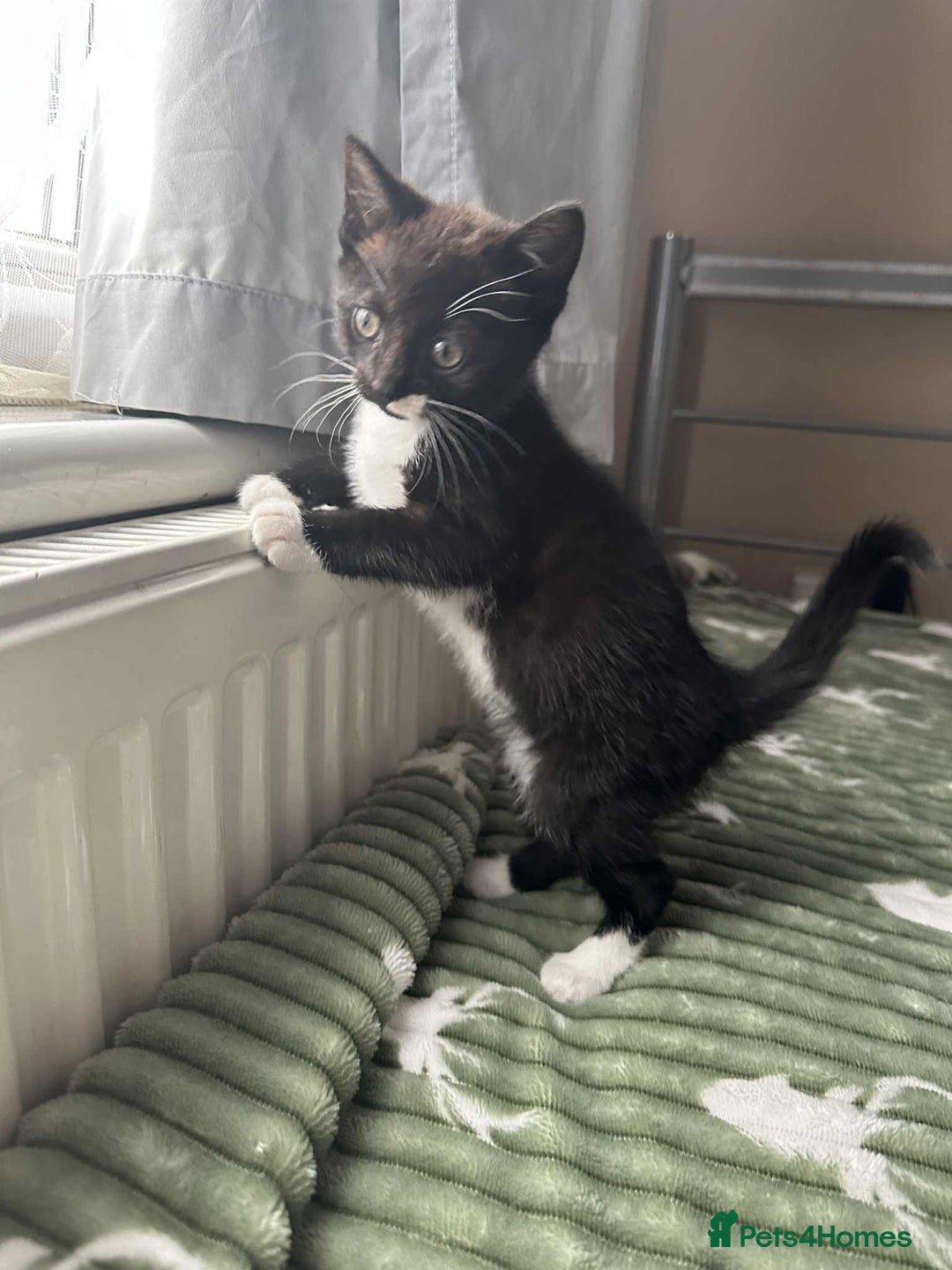 Mixed Breed cats for sale: Beautiful kitten looking for a new home - Image 3