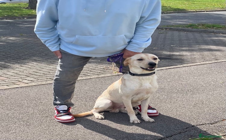 Labrador Retriever dogs - Advert 1