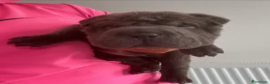 Shar Pei 7