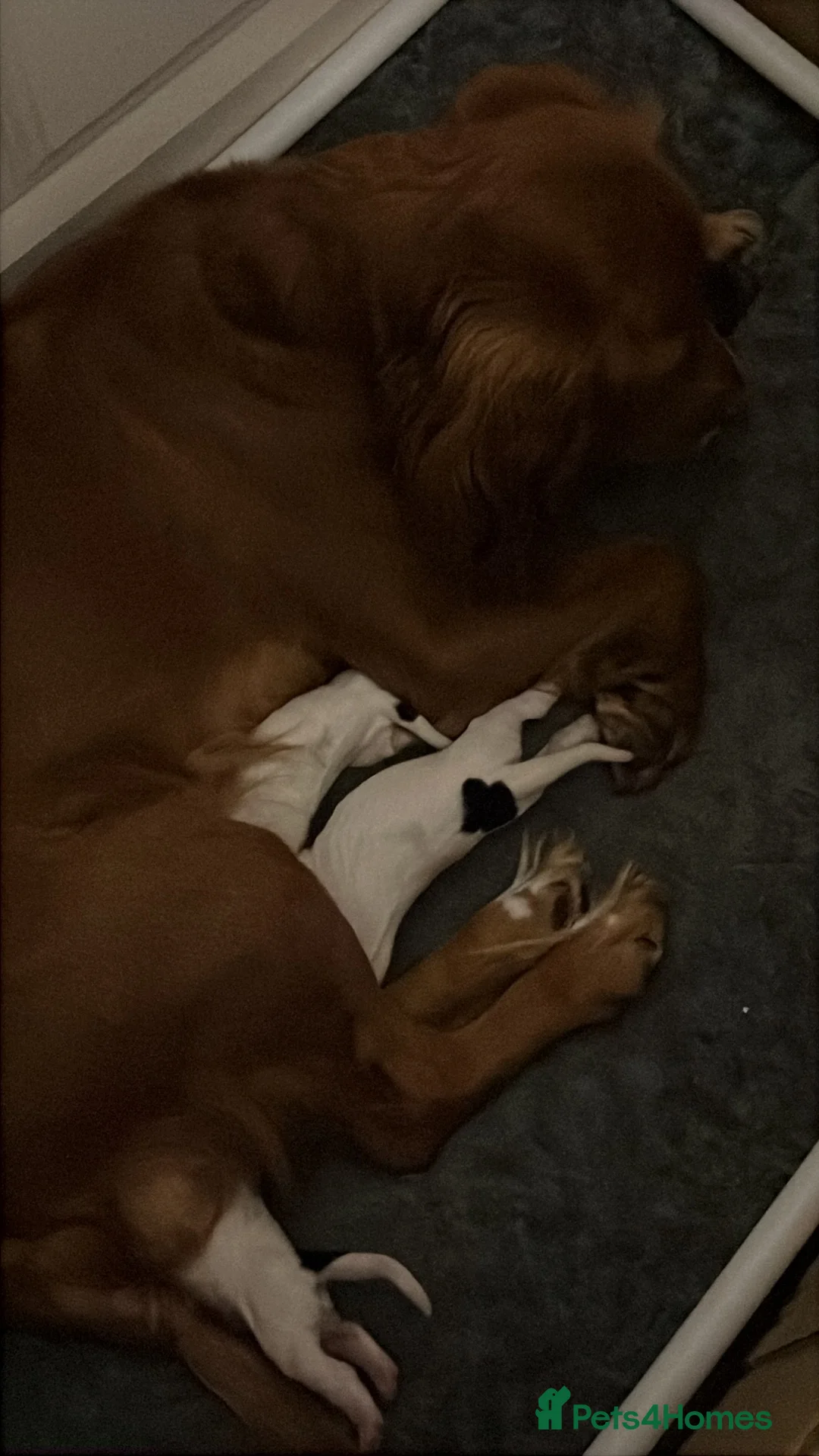 Sprocker dogs for sale: Sprocker Spaniel Puppies in Grantham - Advert 2