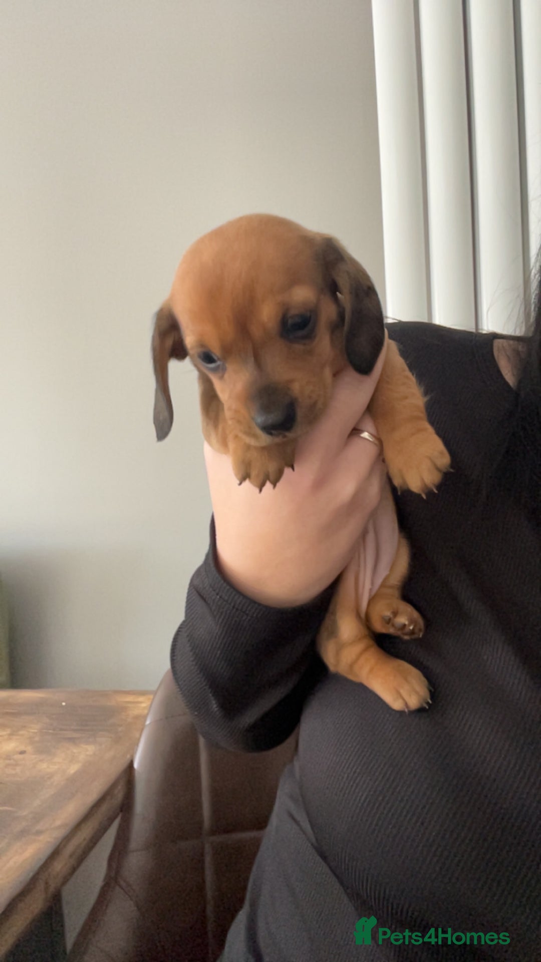 Miniature Dachshund dogs for sale: Miniature female dachshund  - Advert 2
