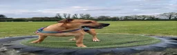 Bullmastiff dogs for sale: Bullmastiff  - Advert 3