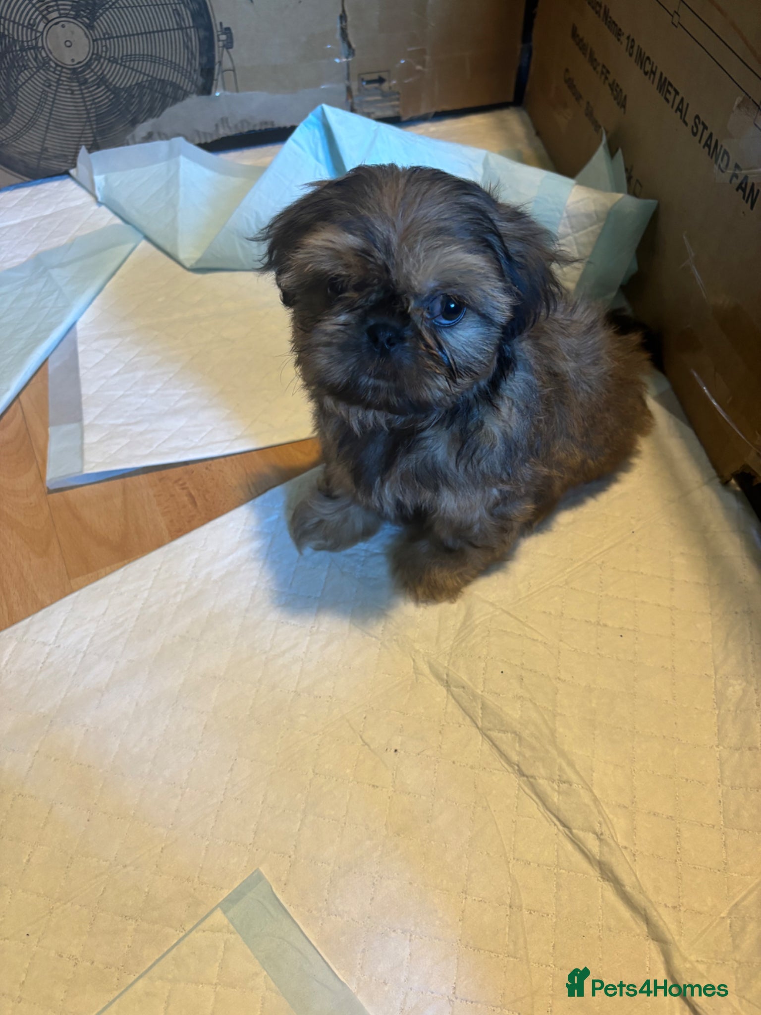 Shih Tzu dogs Beautiful Shih Tzu Puppies, lovely Temperaments - Advert 1