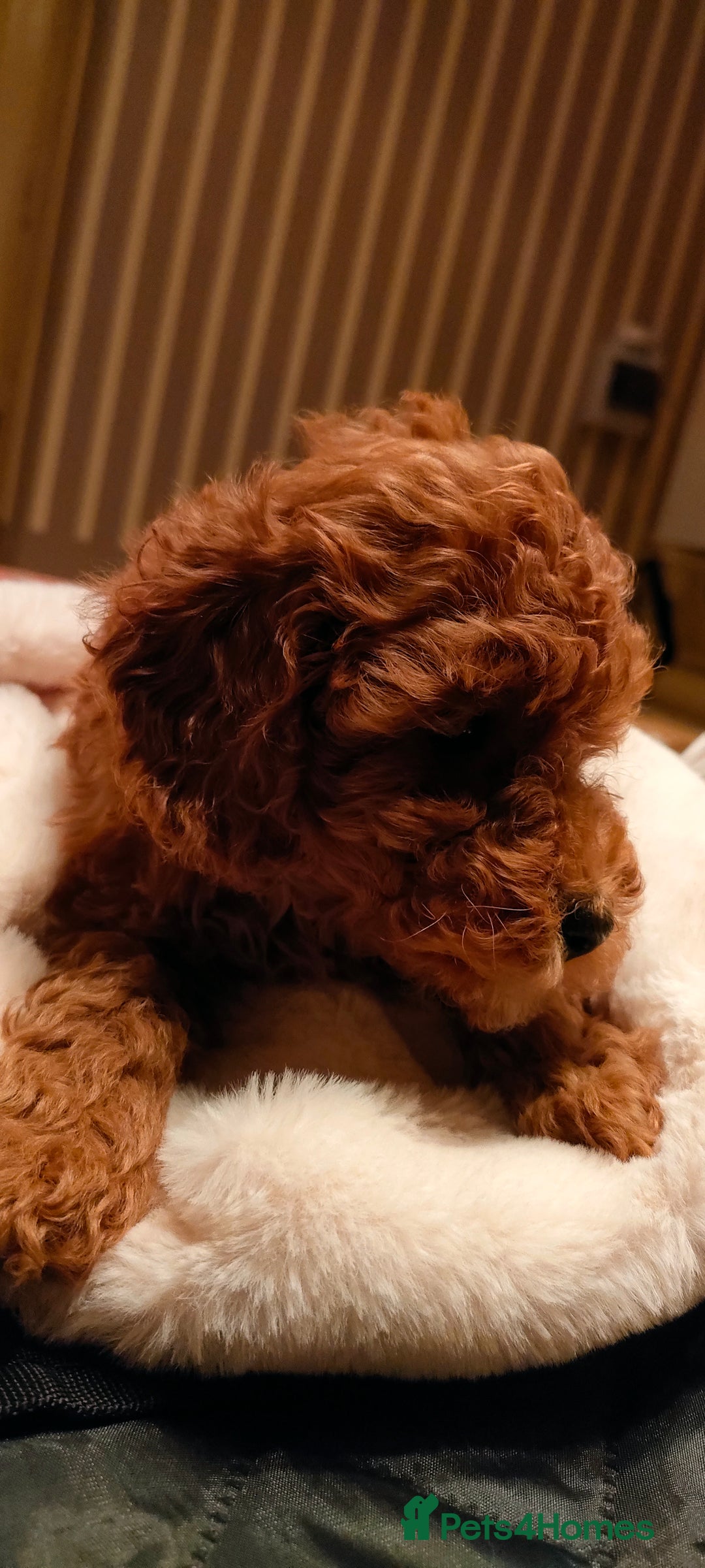 Miniature Poodle dogs for sale: ✨ Miniature Poodle Puppies for Reservation! ✨   - Advert 22