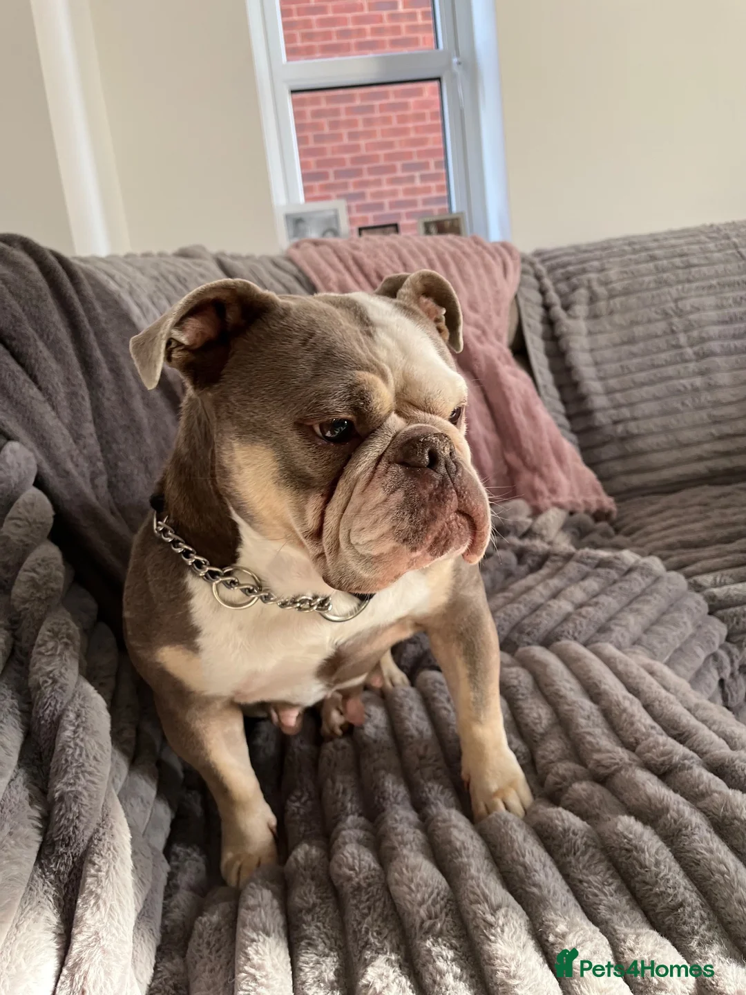 Old Tyme Bulldog dogs for sale: 6 years old old Tyme English Bull Dog in Bourne - Advert 4