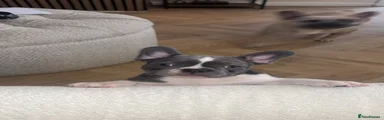 French Bulldog Puppy 2
