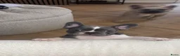 French Bulldog dogs for sale: Frenchie puppies  in Kirkcaldy - Advert 3