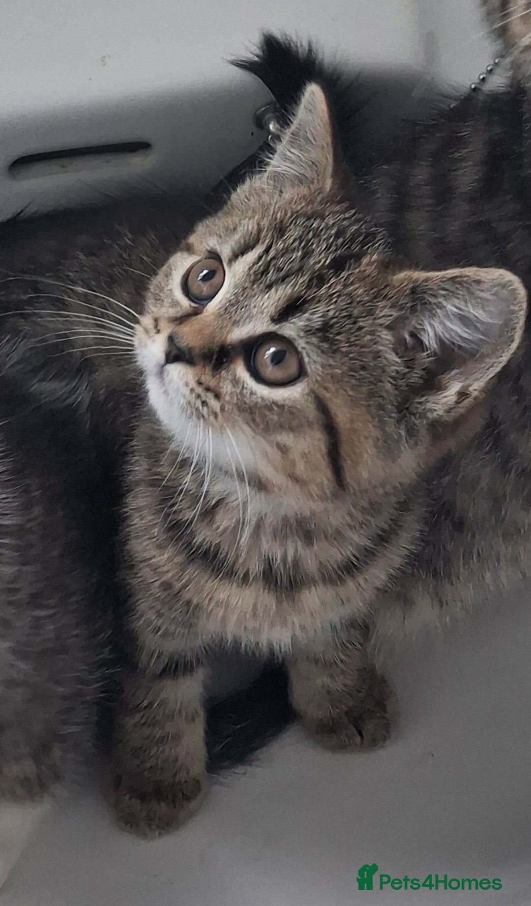 British Shorthair cats for sale: British Shorthair kitten  - Advert 5