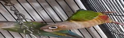 Conures birds for sale: Conures  - Advert 1