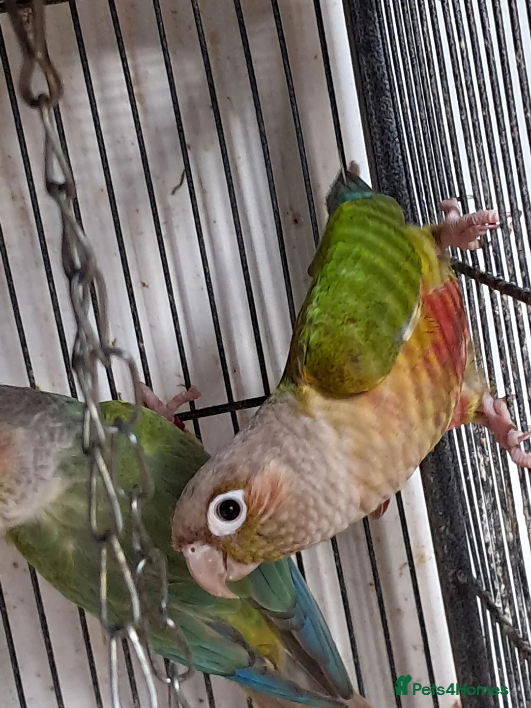Conures birds for sale: Conures  - Advert 1