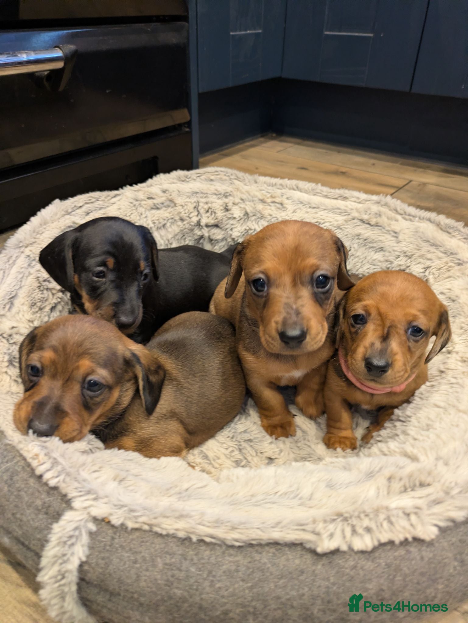 Miniature Dachshund dogs Miniature Dachshund pups  - Advert 1
