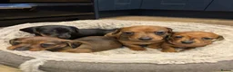 Miniature Dachshund dogs for sale: Miniature Dachshund pups  in Llanybydder - Advert 1