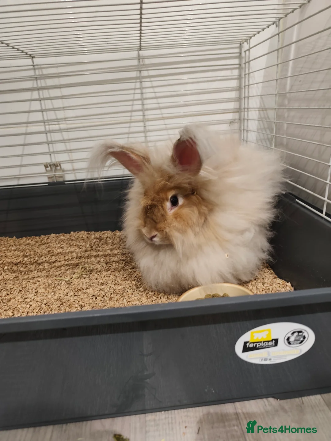 Angora rabbits for sale: Angora rabbit  - Advert 2