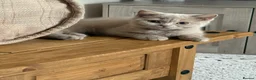 British Shorthair cats for sale: 🐾BEAUTIFUL BSH 2 LEFT READY TO GO🐾   - Advert 15