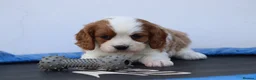 Cavachon dogs for sale: Beautiful Cavachon puppies for sale - Advert 37
