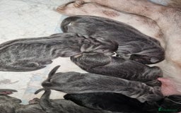 German Shepherd dogs for sale:  kc,health tested straight back german shepherd - Image 4