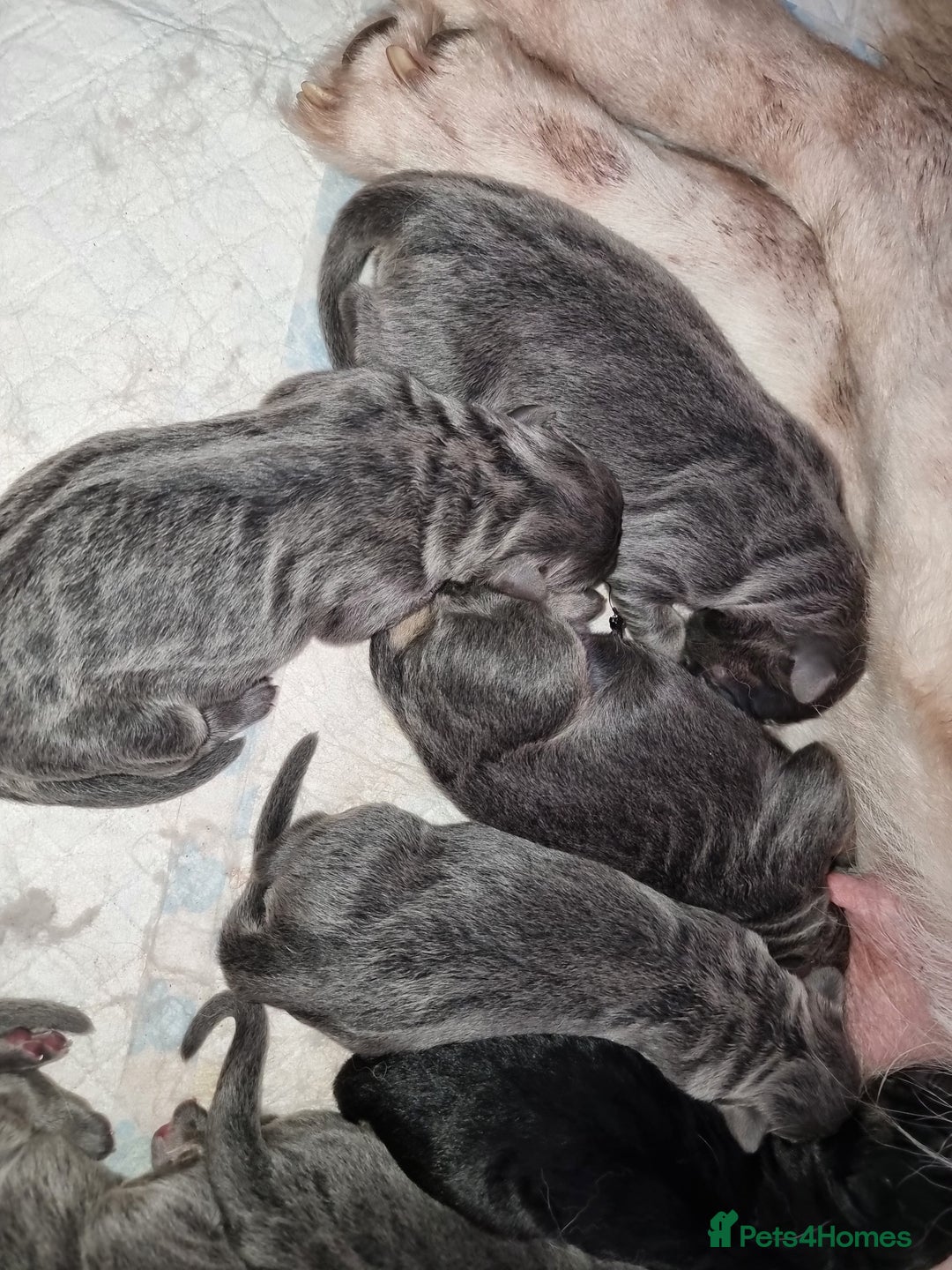 German Shepherd dogs for sale:  kc,health tested straight back german shepherd - Image 4