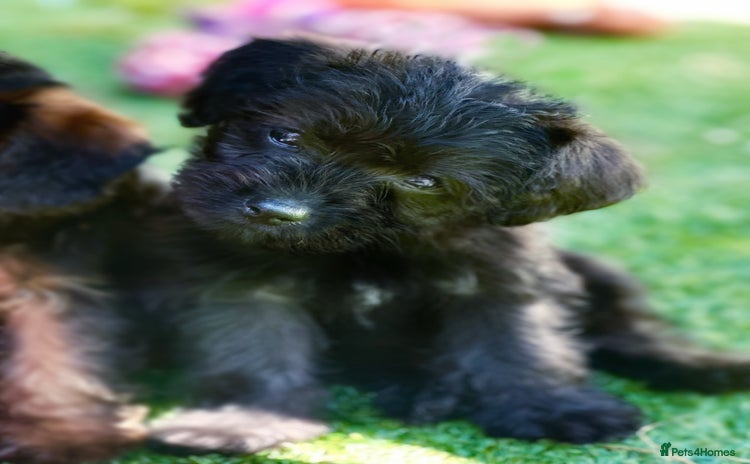 Border Terrier dogs - Advert 1