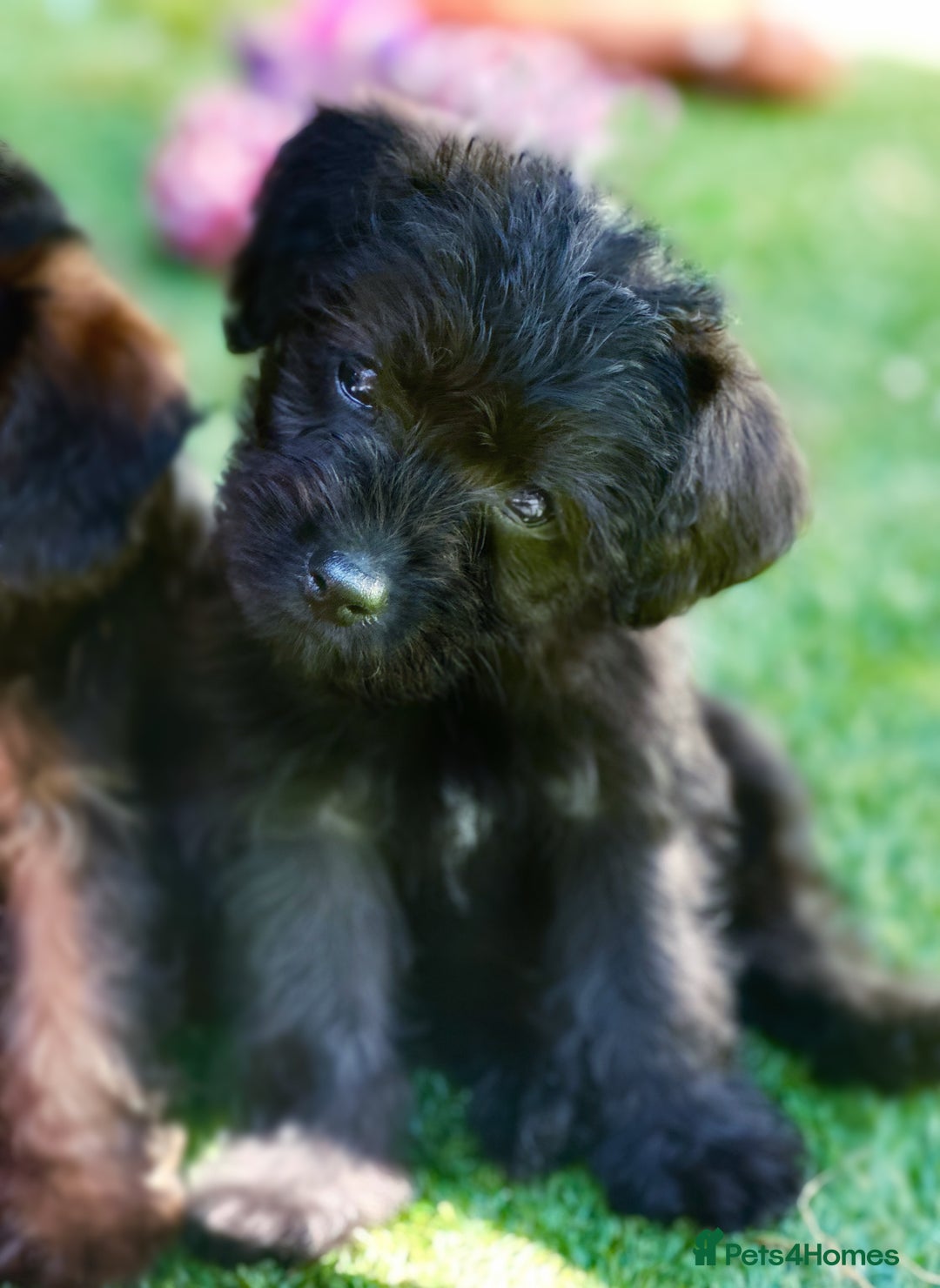 Border Terrier dogs for sale: Stunning Border Teddy boy avaiable - Image 1