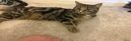 Mixed Breed cats for sale: Three cute mixed breed kittens an one 1yo munchkin - Advert 1