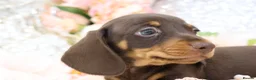 Miniature Dachshund dogs for sale: KC Miniature Dachshund Puppies - Advert 11