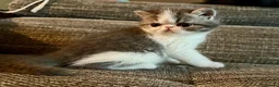 Exotic cats for sale: Outstanding Exotic Shorthair Kittens - Advert 12