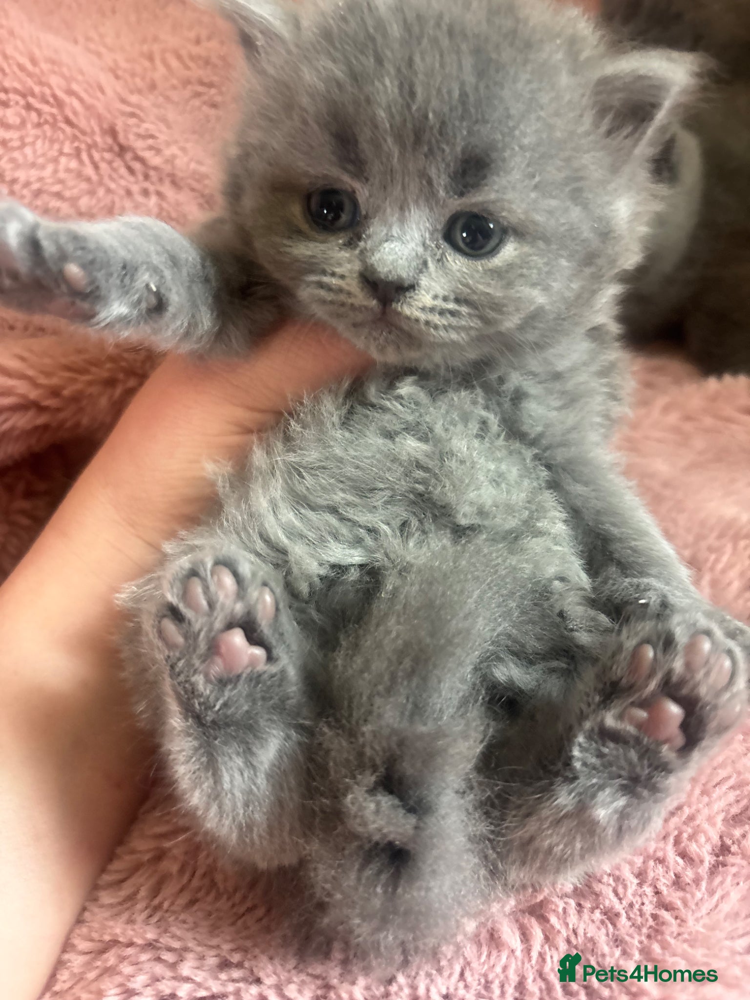 British Longhair cats for sale: British long haired blue girls  - Advert 6