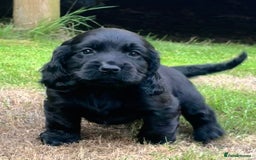 Sprocker dogs for sale: Cocker spaniel pups  - Image 1
