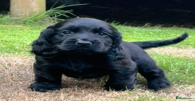 Sprocker dogs - Advert 5