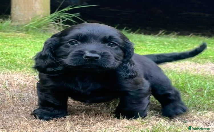Sprocker dogs - Advert 1
