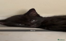 British Shorthair cats for sale: 5 beautiful kittens  - Image 4
