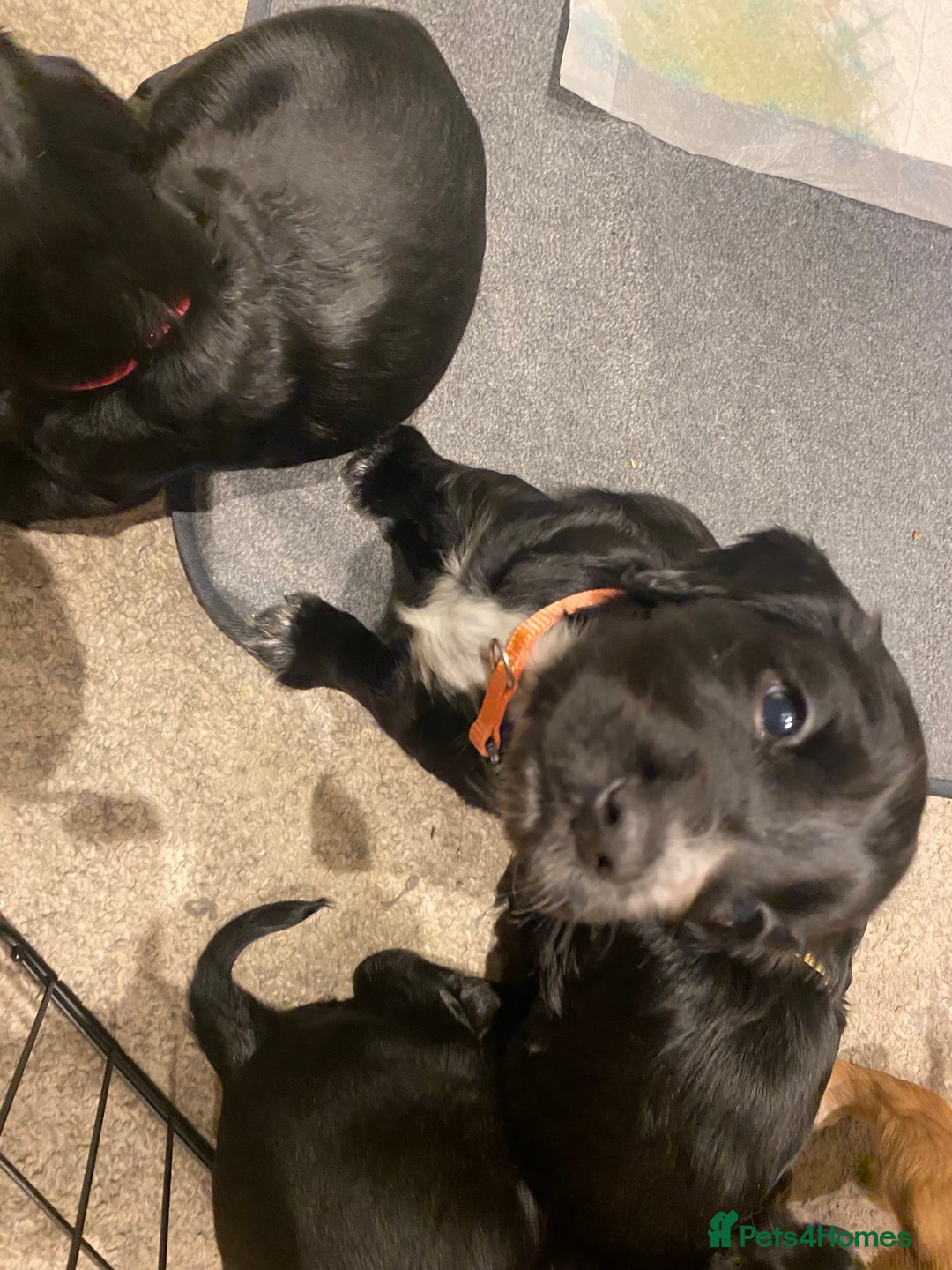 Cocker Spaniel dogs for sale: Cocker Spaniel Puppies - Advert 24