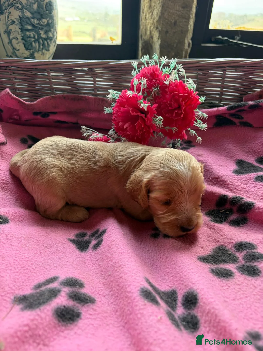 Cocker Spaniel dogs for sale: KC Show Cocker Spaniels - Advert 23