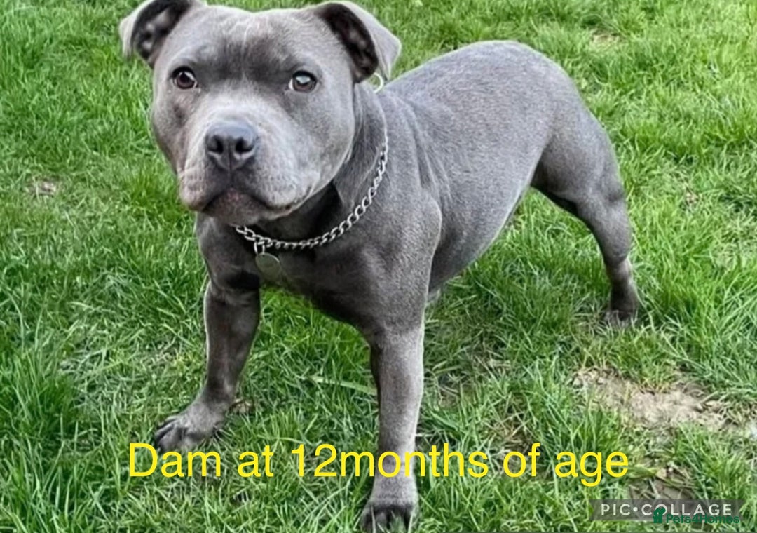 Staffordshire Bull Terrier dogs for sale: Staffordshire bull terrier pups. - Advert 2
