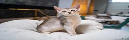 Abyssinian cats for sale: Pure Silver Abyssinian Champion Lines 🏆 Tica - Advert 25