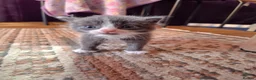 Mixed Breed cats for sale: 4 kittens - Advert 1