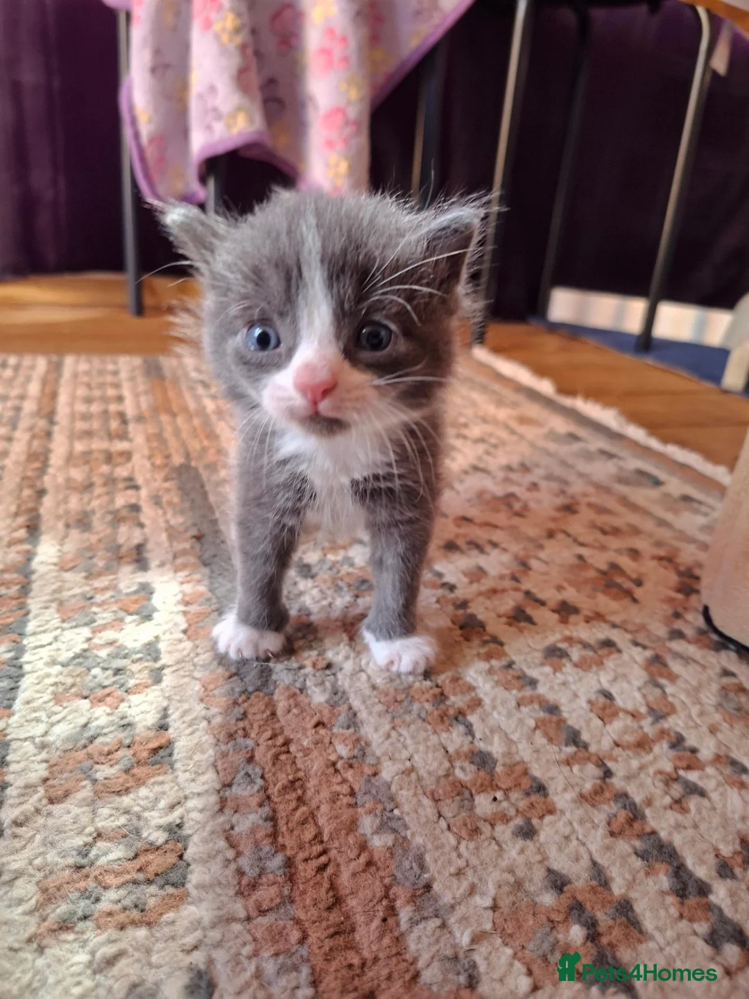 Mixed Breed cats for sale: 4 kittens - Advert 1