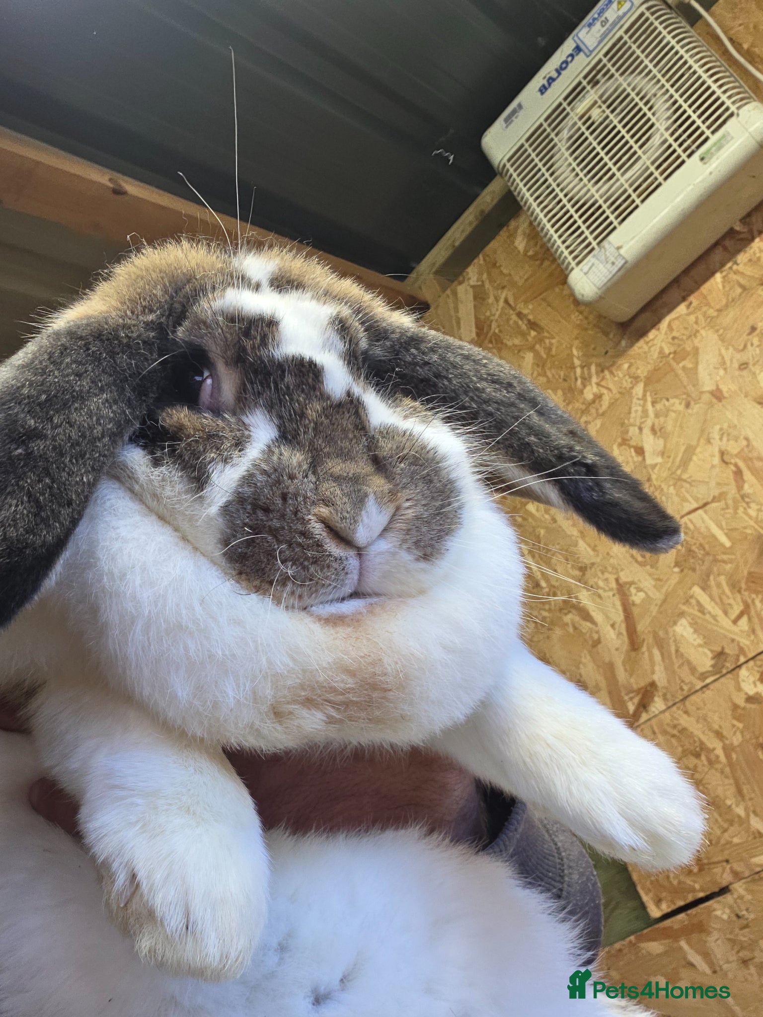 French Lop rabbits Giant frech lop - Advert 2