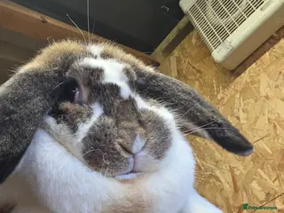 French Lop rabbits Giant frech lop - Advert 16