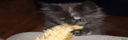 Maine Coon cats for sale: TICA Maine Coon Kittens 𝕽𝖊𝖆𝖉𝖞 𝖙𝖔 𝖑𝖊𝖆𝖛𝖊 - Advert 8