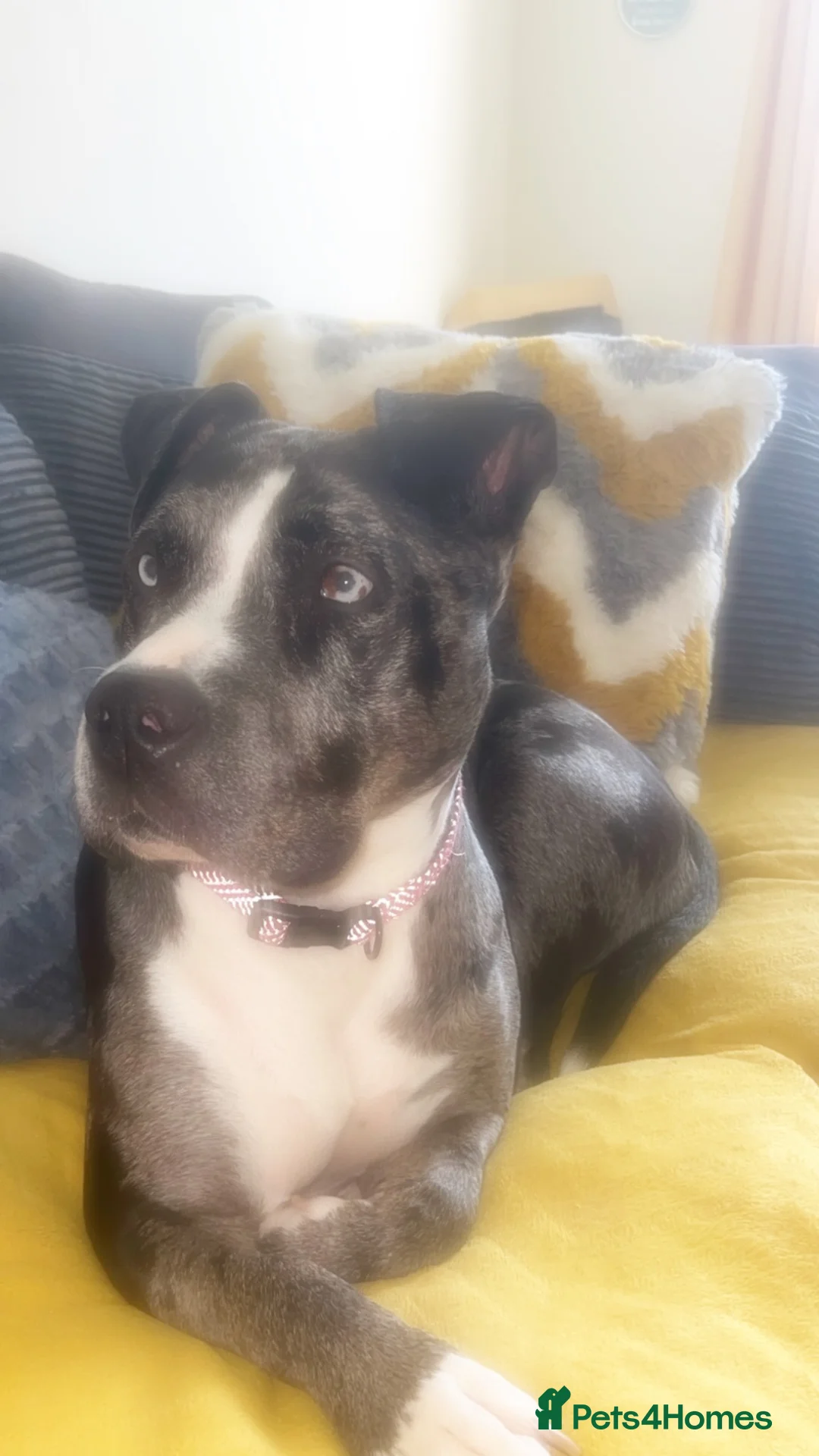 Mixed Breed dogs for sale: Marley  in Hull - Advert 1