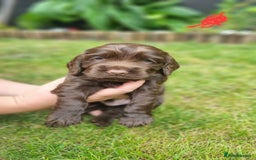Cocker Spaniel dogs for sale: Show type x working cocker spaniel puppies - Image 2