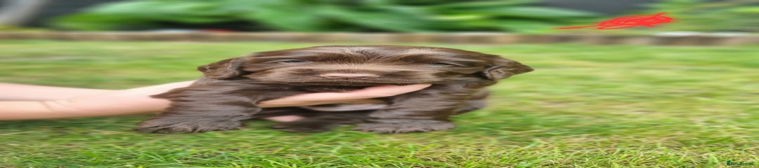 Cocker Spaniel Puppy 1