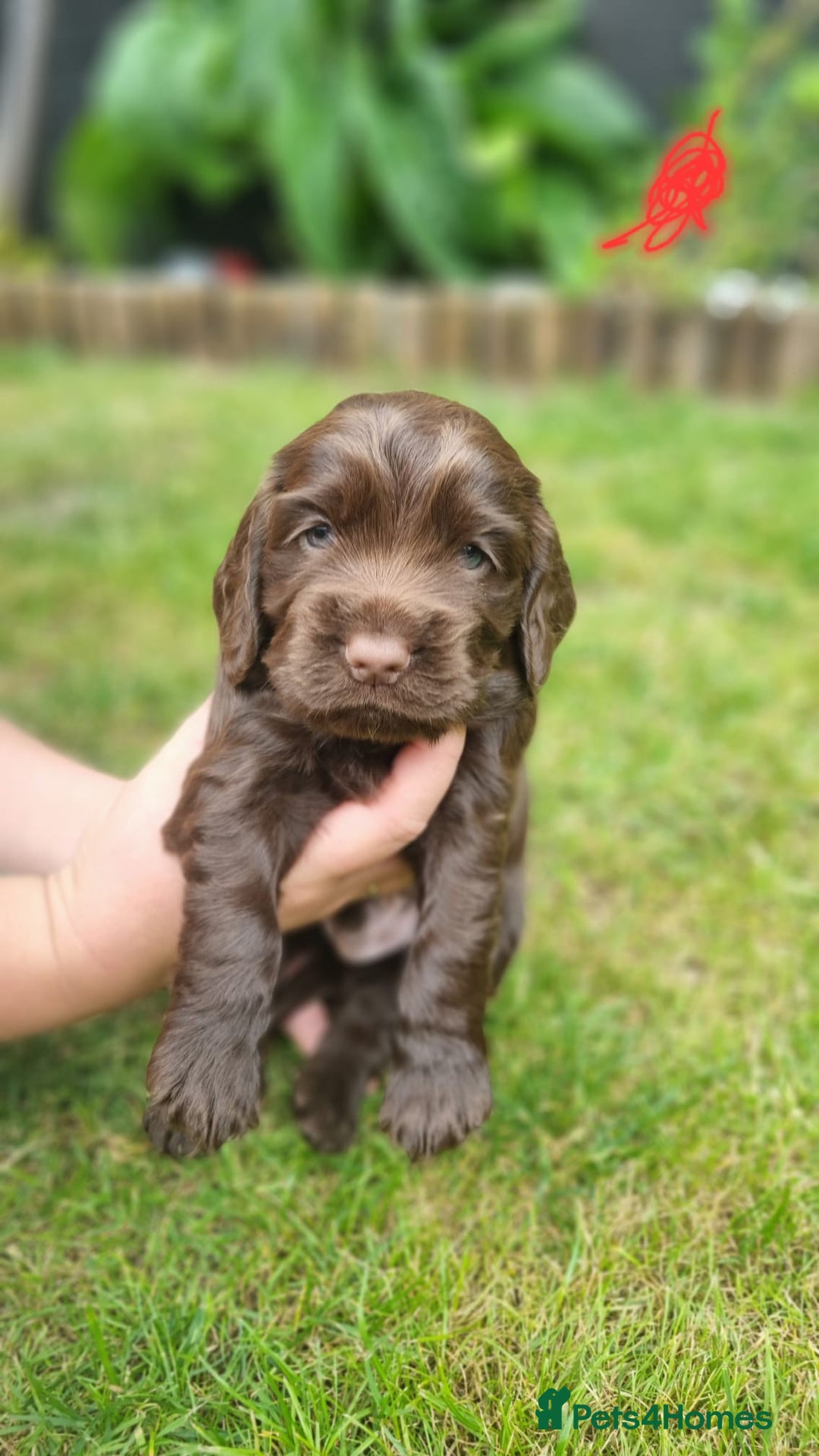 Cocker Spaniel dogs for sale: Show type x working cocker spaniel puppies - Image 2