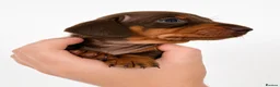 Miniature Dachshund dogs for sale: 🐾 Beautiful KC mini dachshund pups ready 25/07  - Advert 6